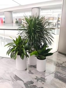 必知！江北盆景租赁方案，让空间焕发生机！